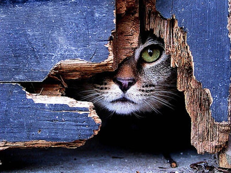 Cat Peeking Through Hole — Blue, Curious