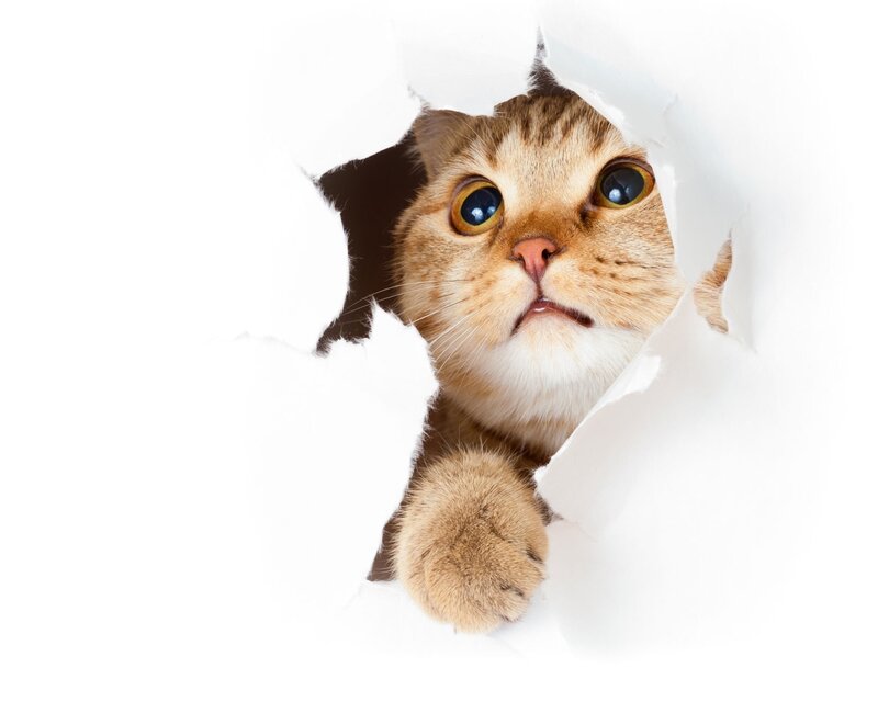 Cat Peeking Through Hole — White