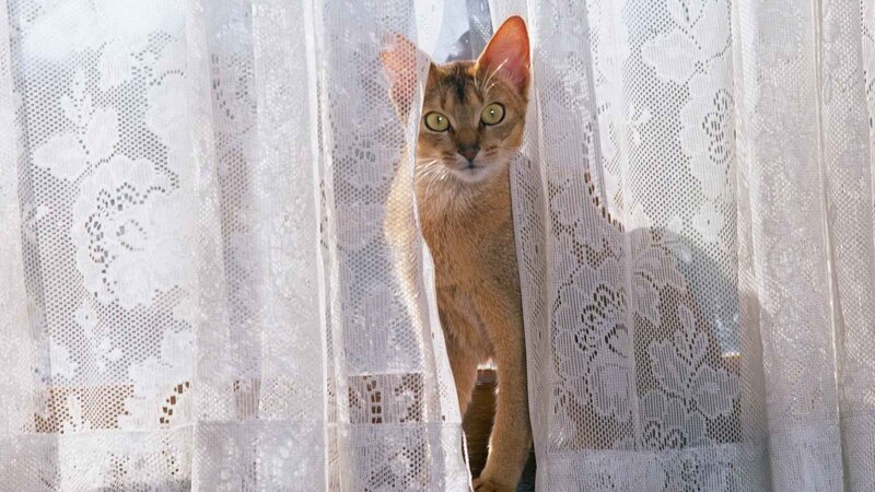 cat peeking through lace curtain