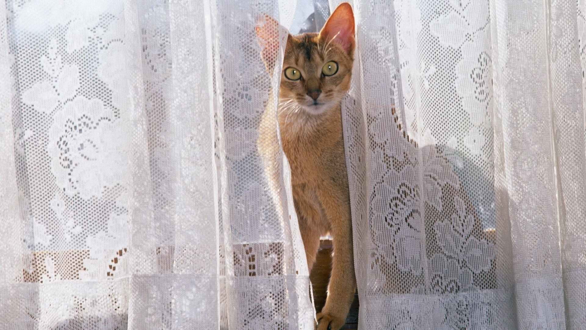 cat peeking through lace curtain