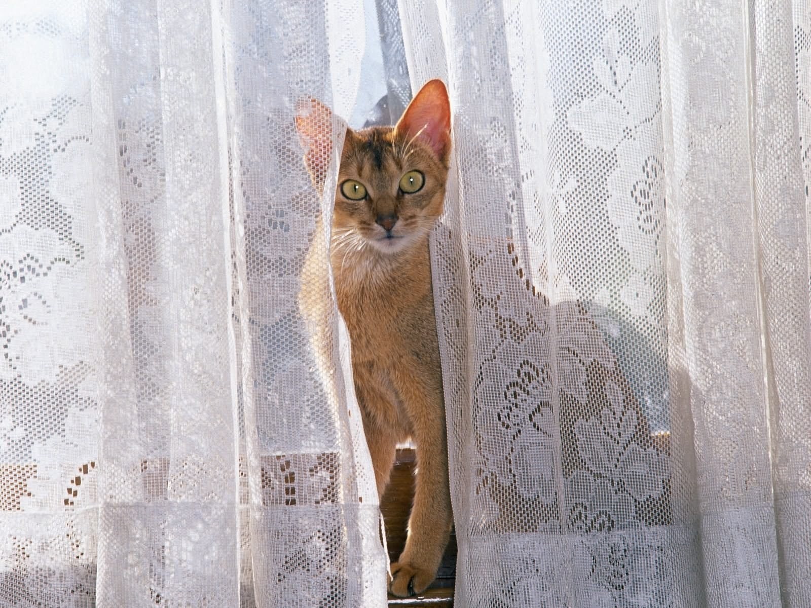 cat peeking through lace curtain