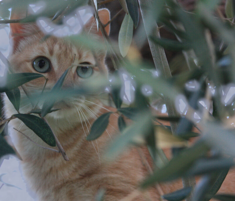 cat peeking through leaves