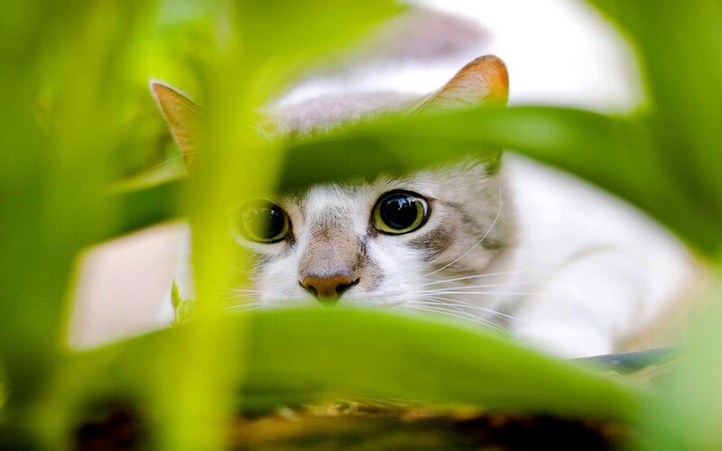 Cat Peeking Through Leaves — Green, Curious