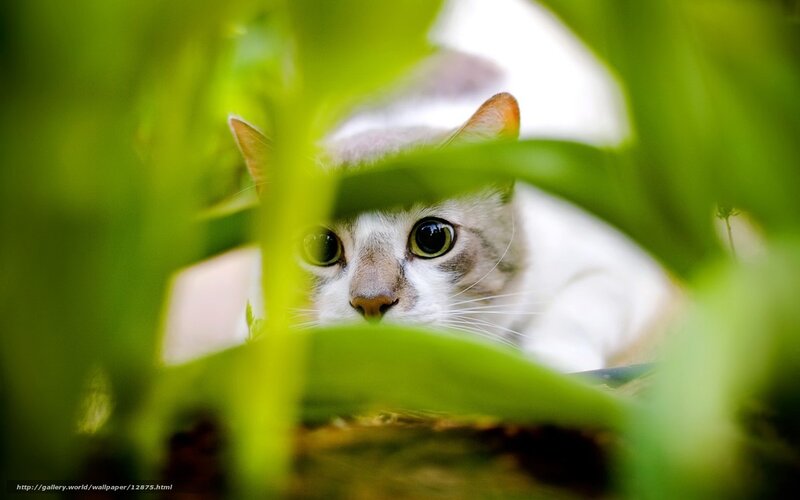 cat peeking through leaves