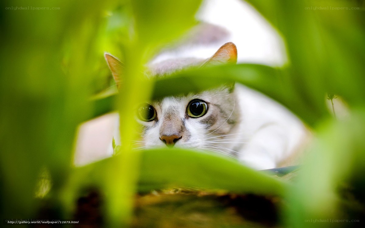 cat peeking through leaves