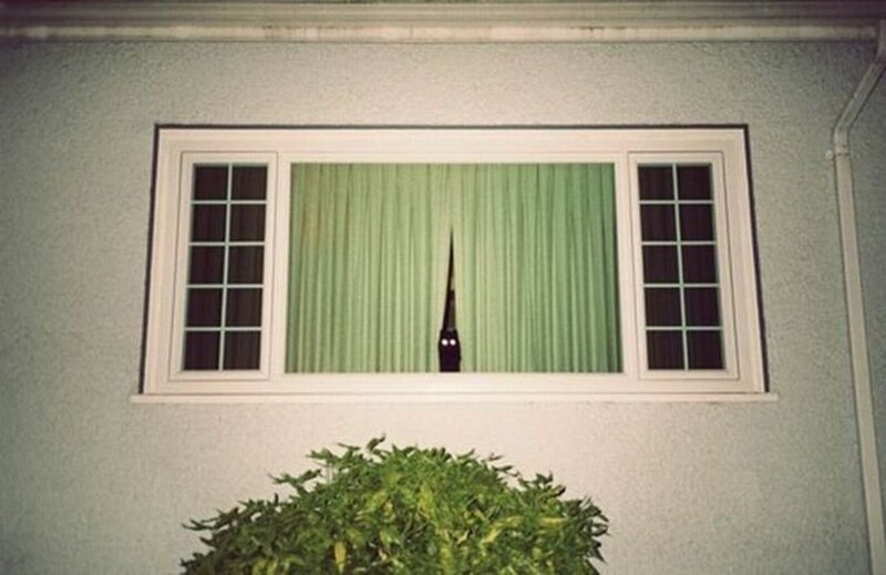 cat peeking through window