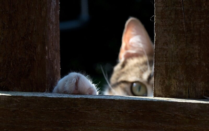 Cat Peeking Through Wood — Brown