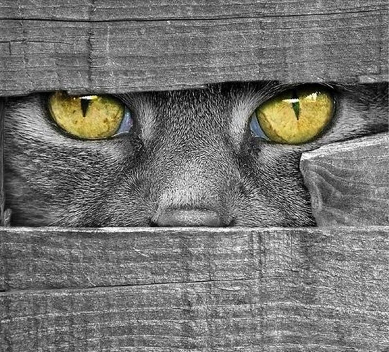 Cat Peeking Through Wood — Gray
