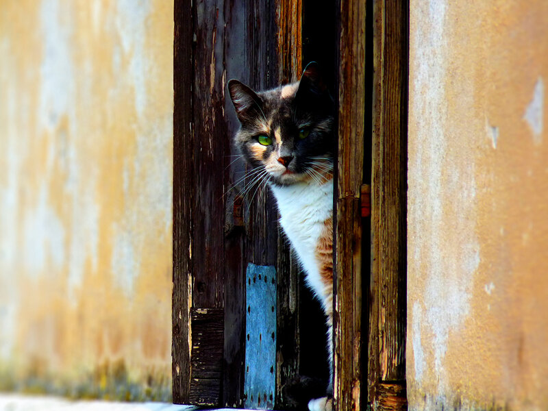 cat peeking through wooden door