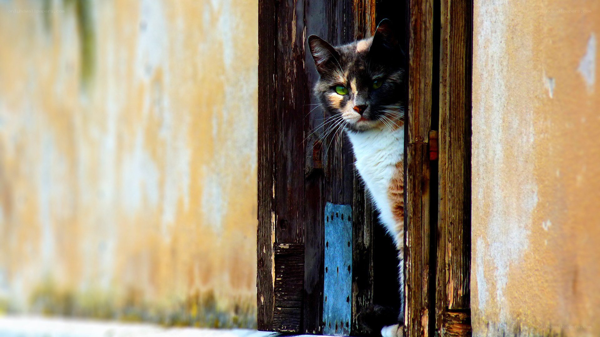 cat peeking through wooden door