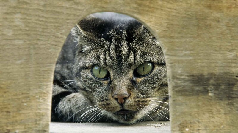 cat peeking through wooden hole