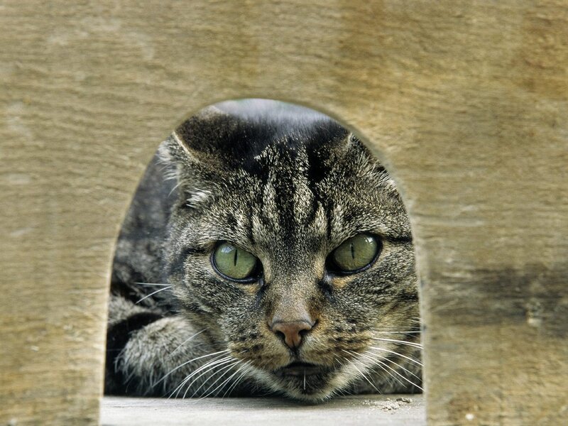 cat peeking through wooden hole