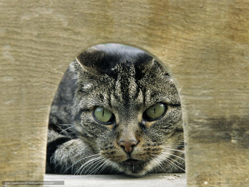cat peeking through wooden hole