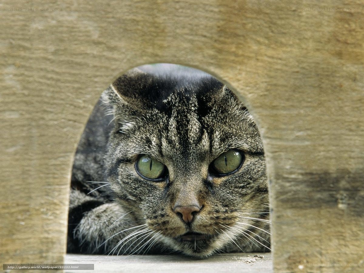 cat peeking through wooden hole