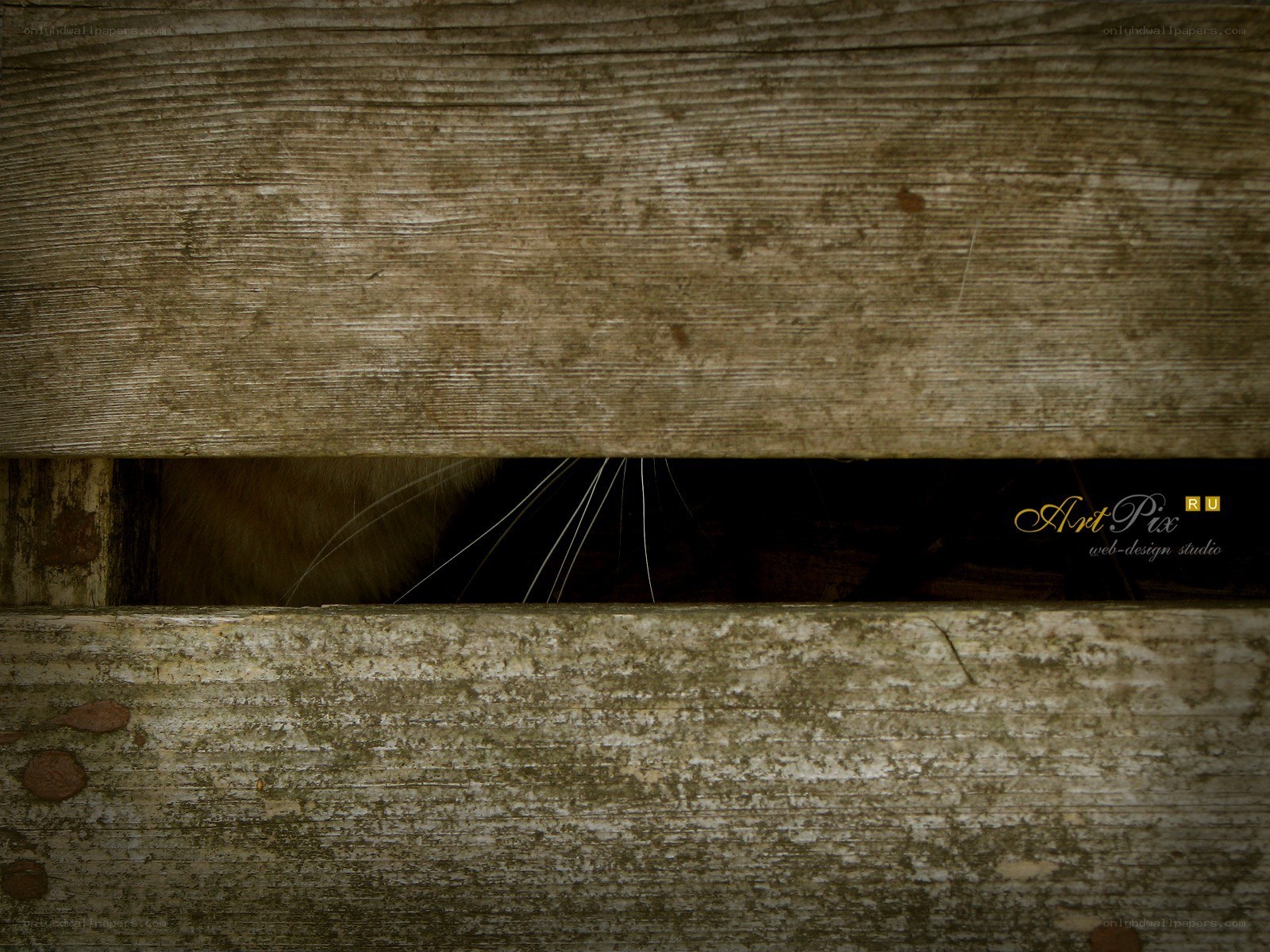 cat peeking through wooden slats