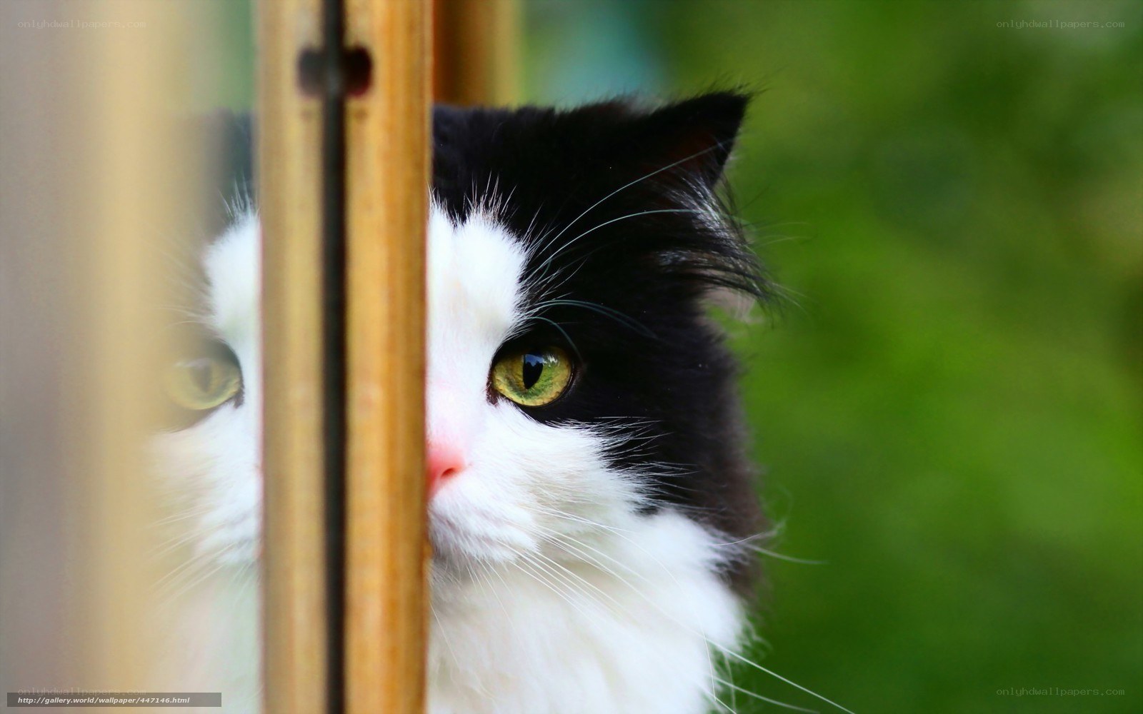 cat peeking through wooden slats
