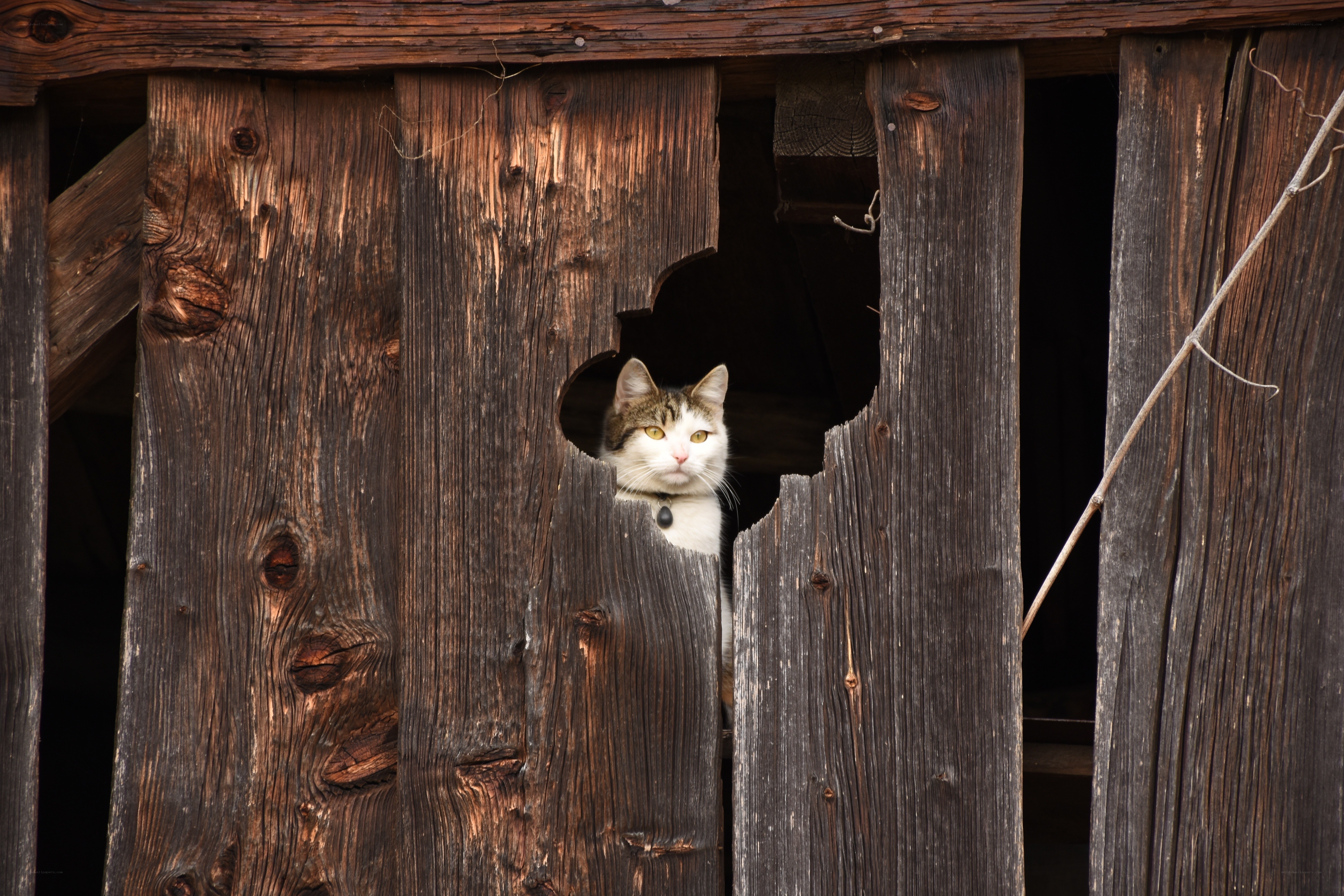 cat peeking through wooden wall