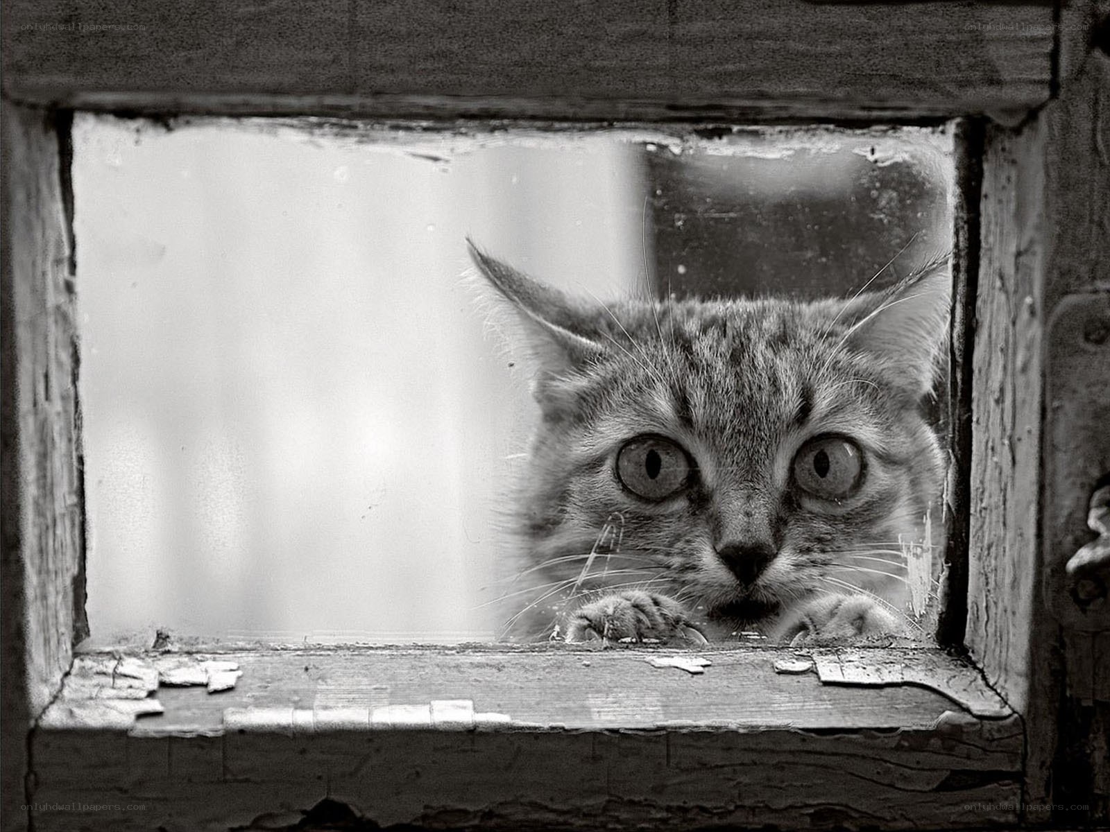 cat peering through window