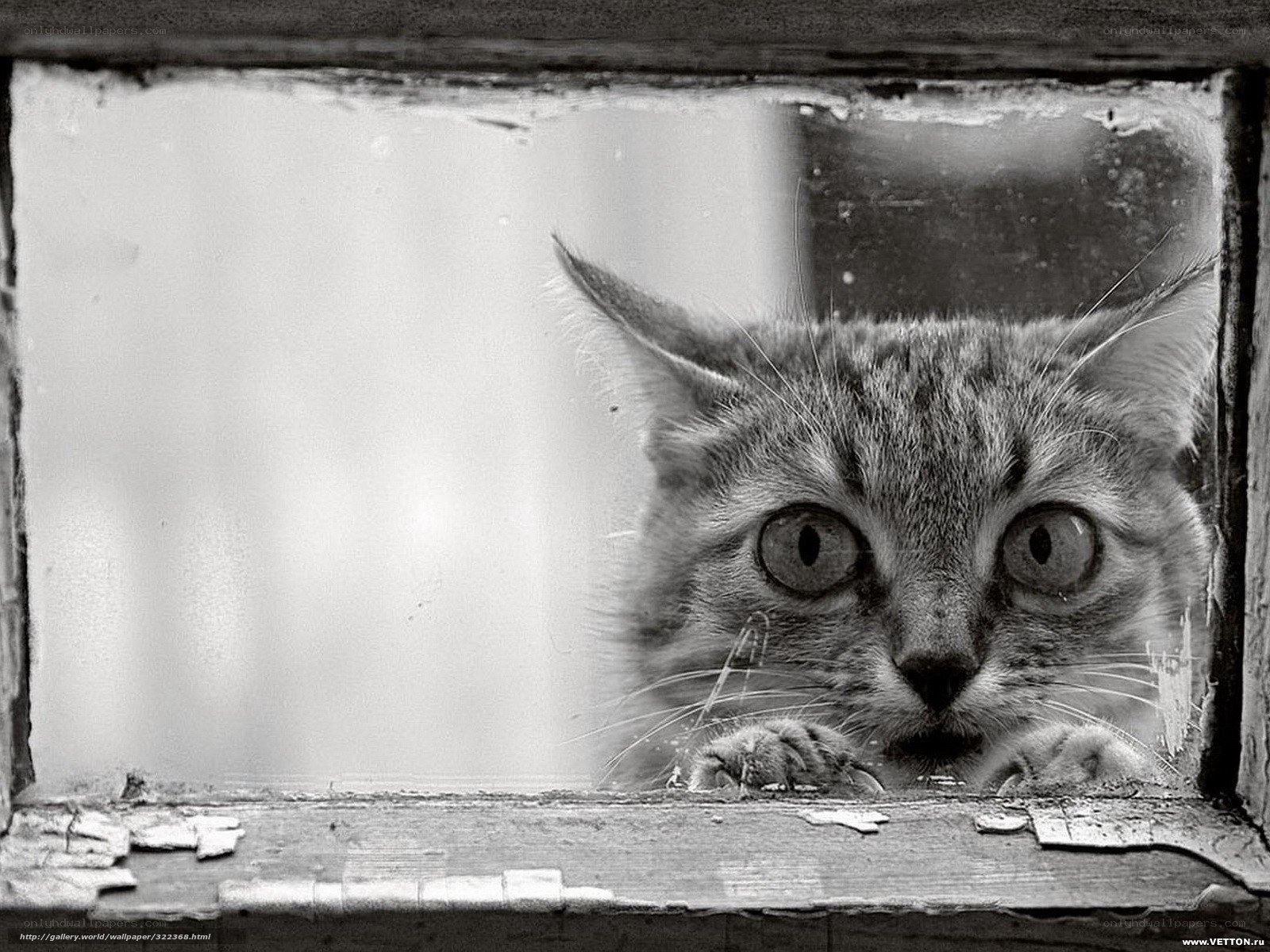 cat peering through window