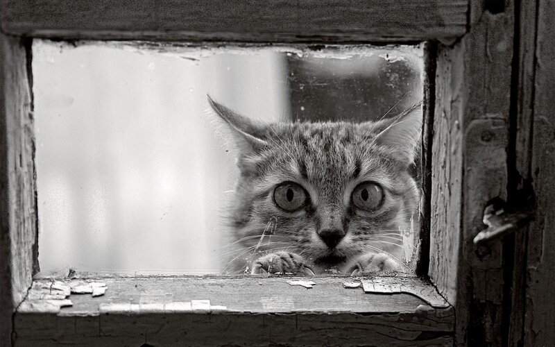 Cat peering through window