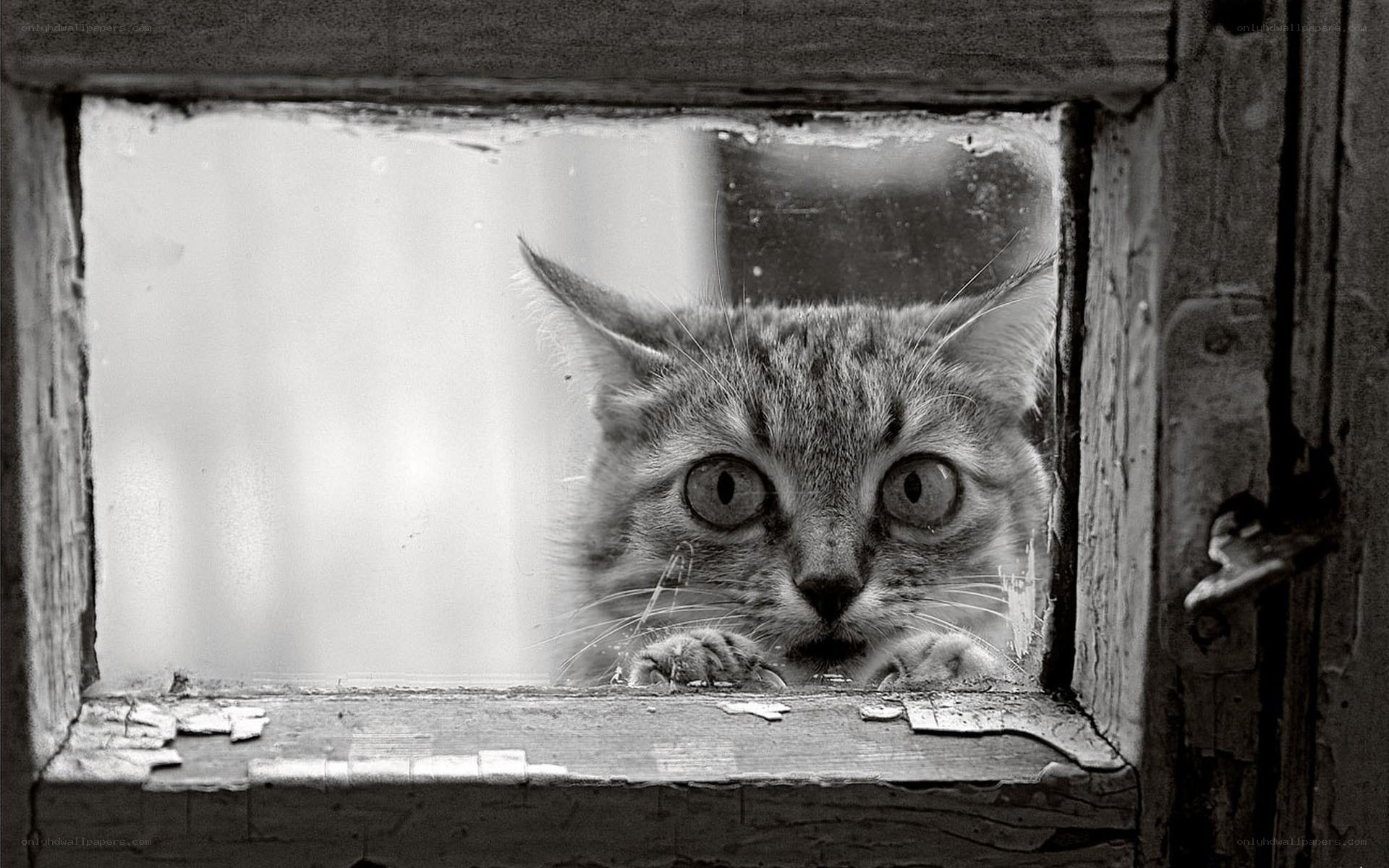 Cat peering through window