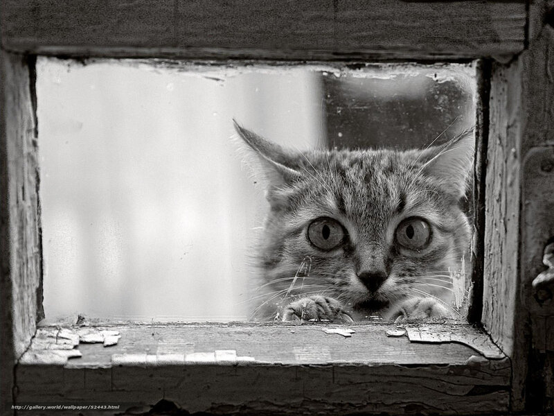Cat peering through window