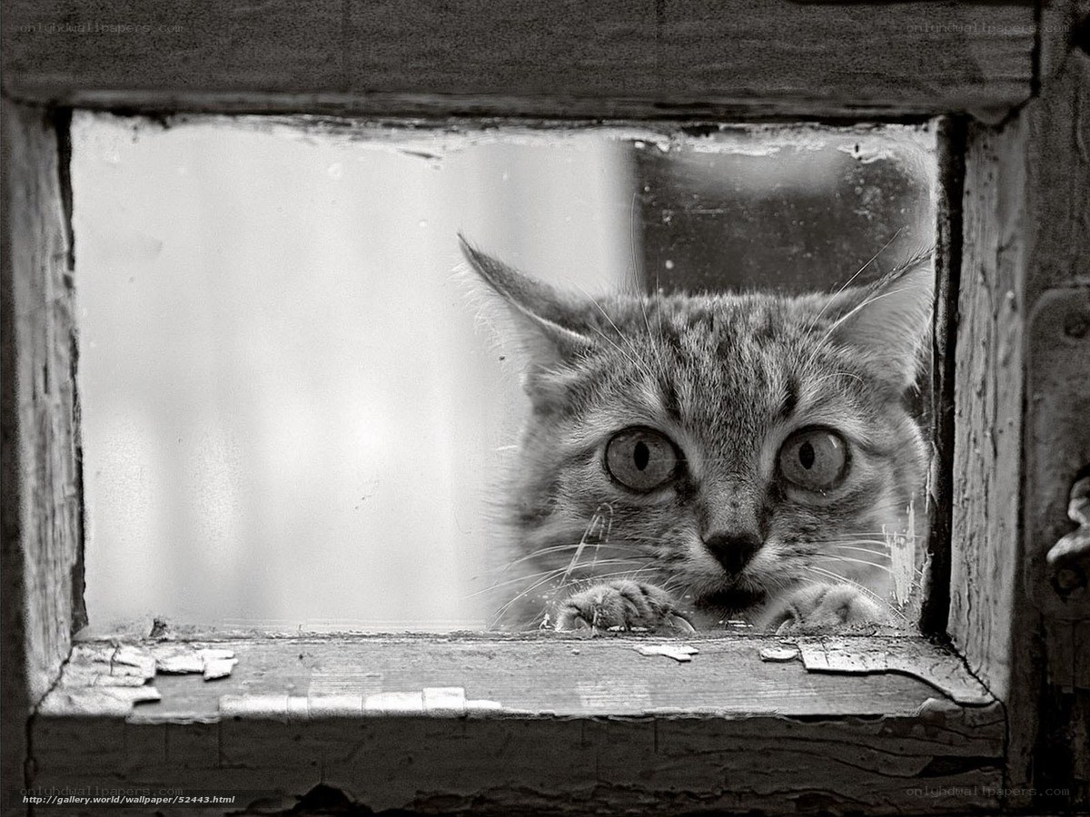 Cat peering through window