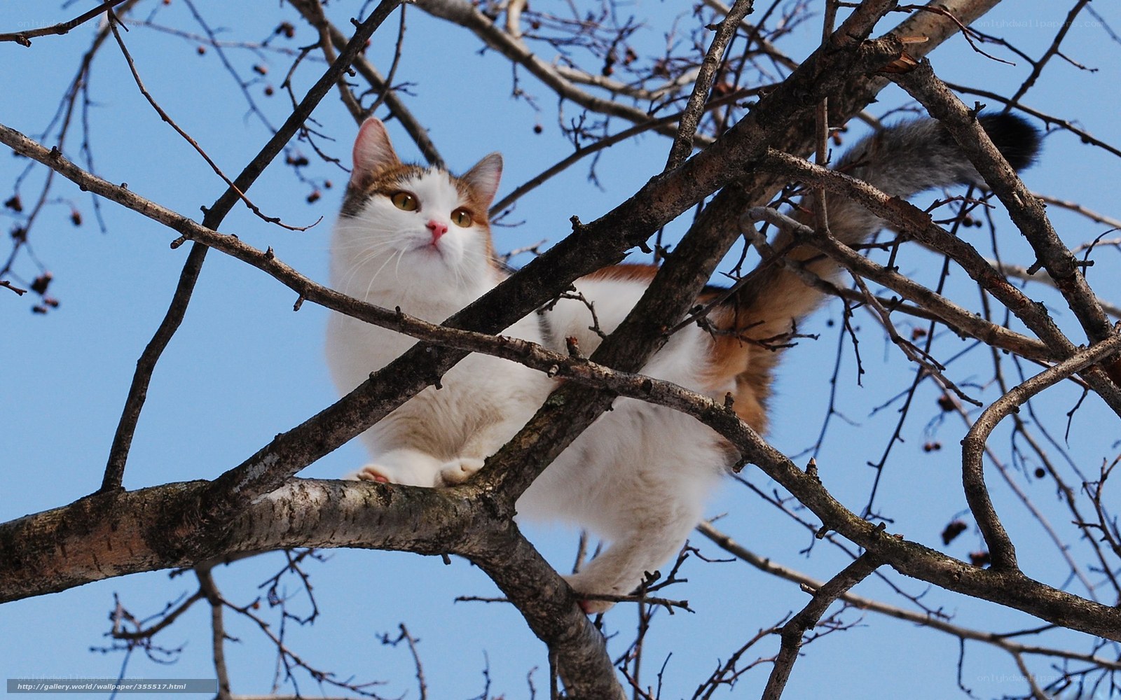 Cat perched in tree branches