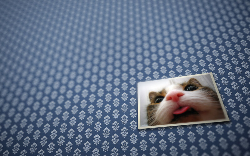 cat photo on patterned surface