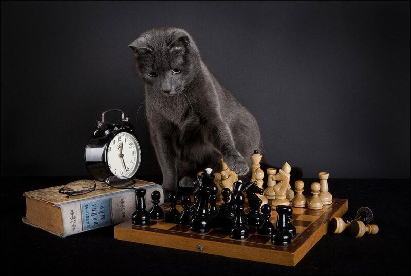 cat playing chess with book
