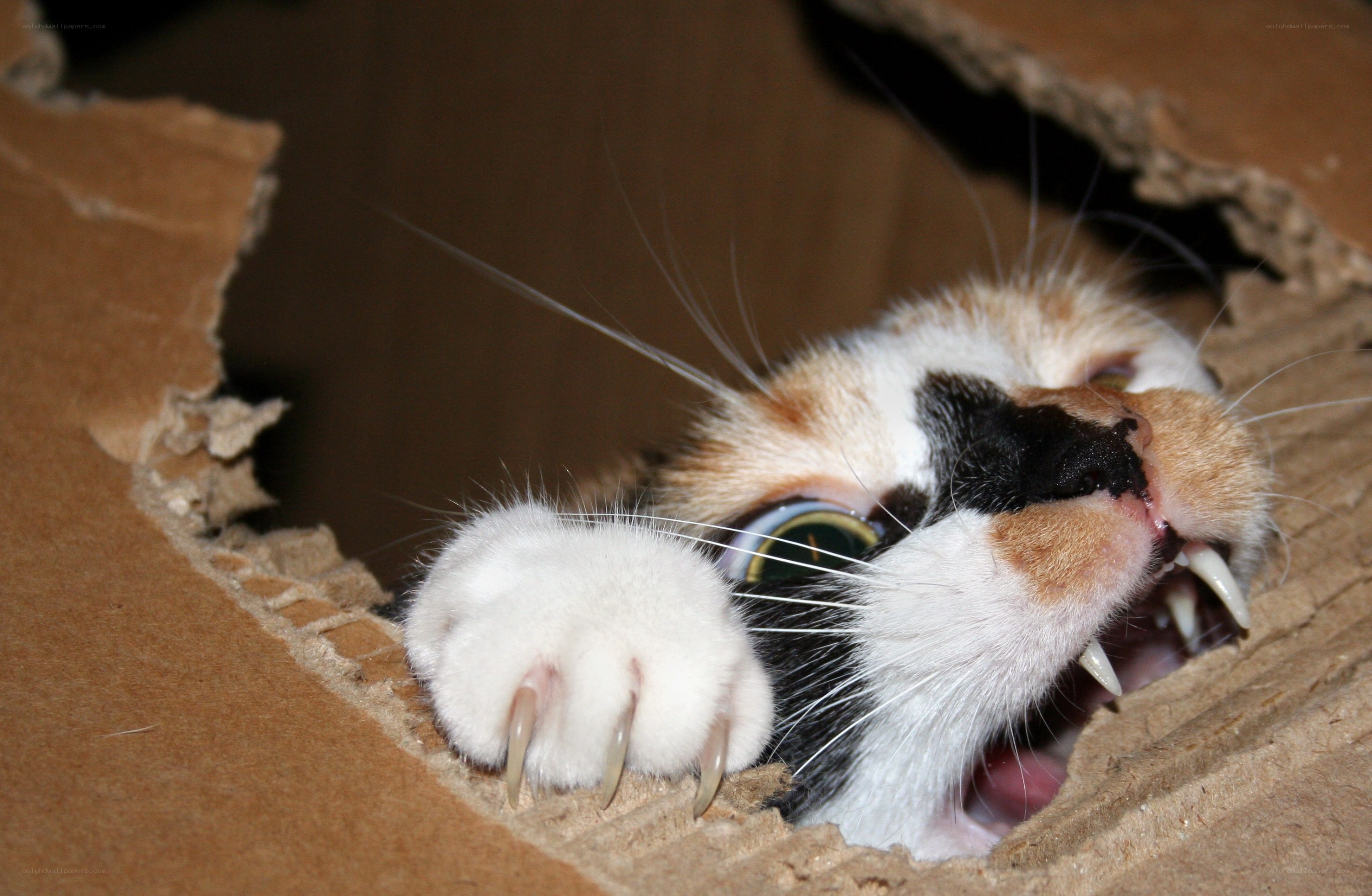 cat playing in cardboard box