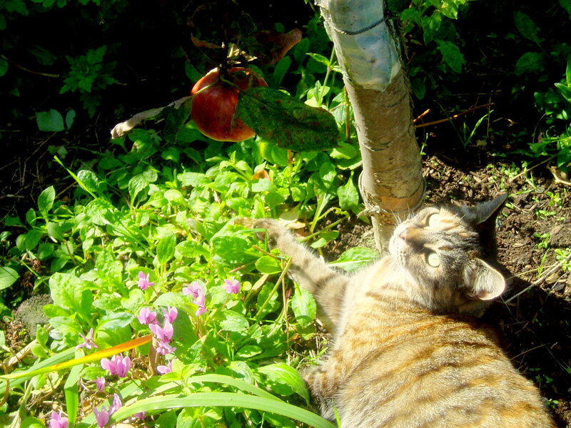 Cat playing in garden