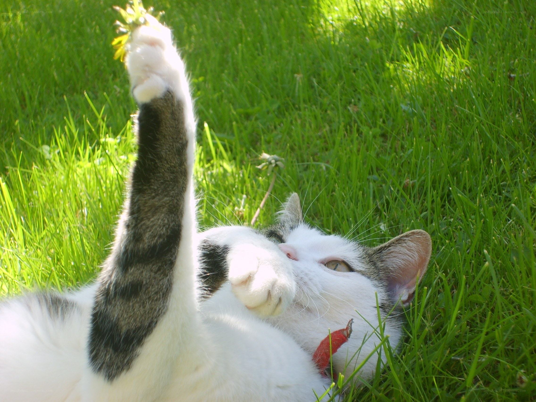 cat playing in grass