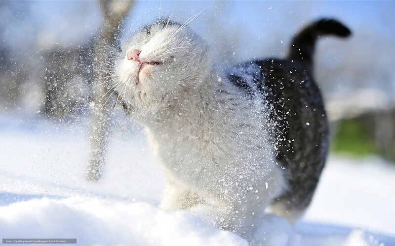 cat playing in snow