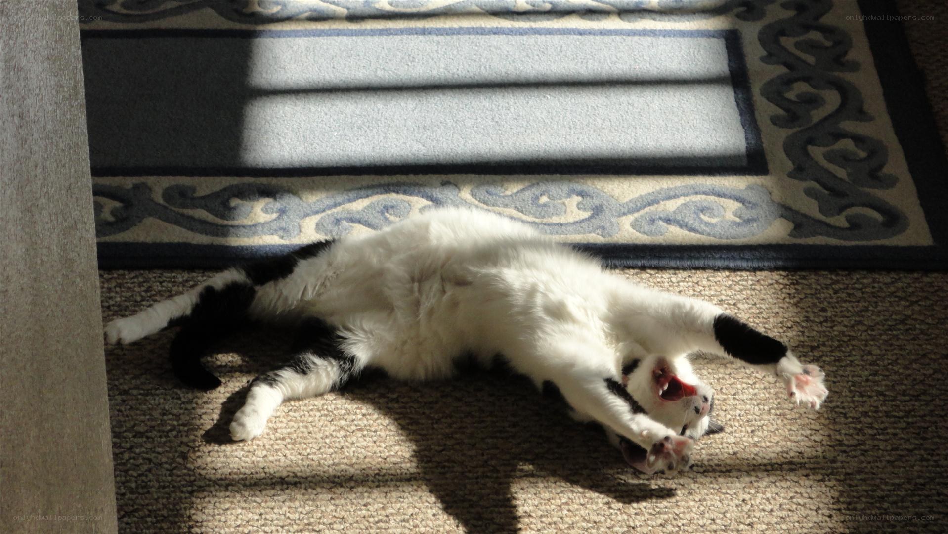 cat playing in sunlight