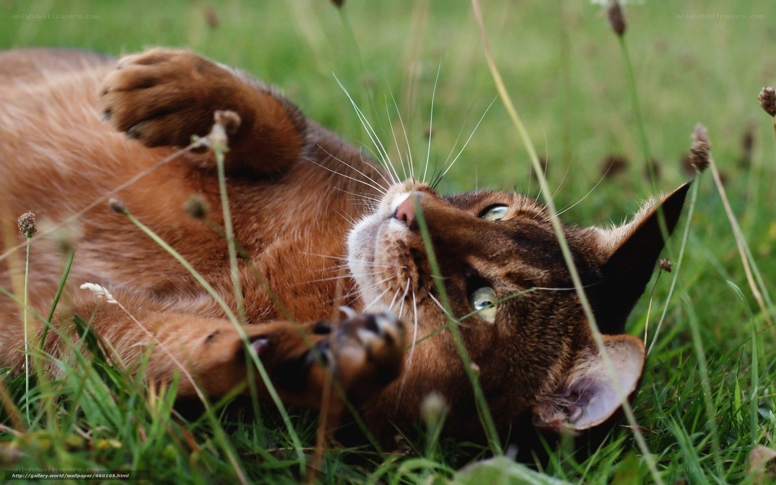 cat playing in the grass