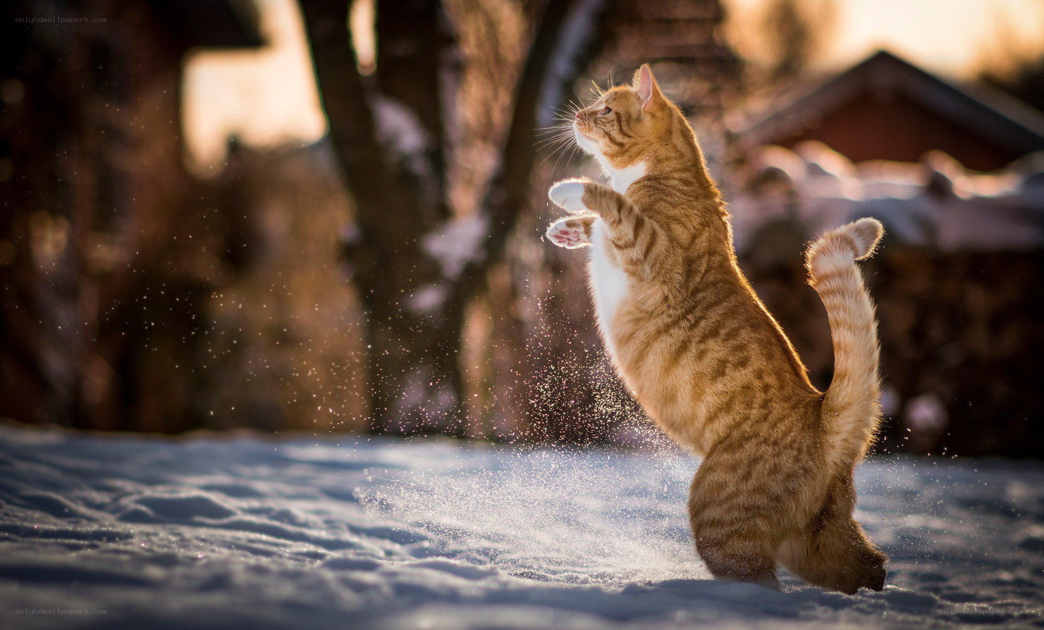 Cat playing in the snow