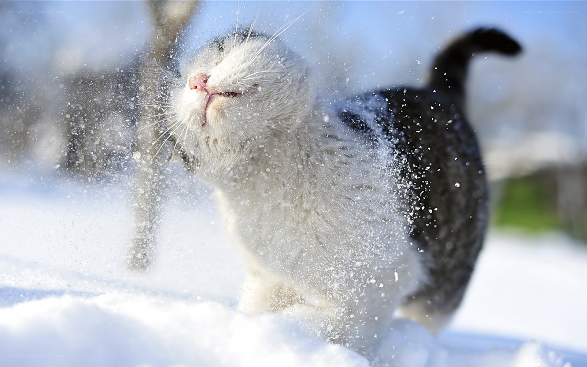 cat playing in the snow