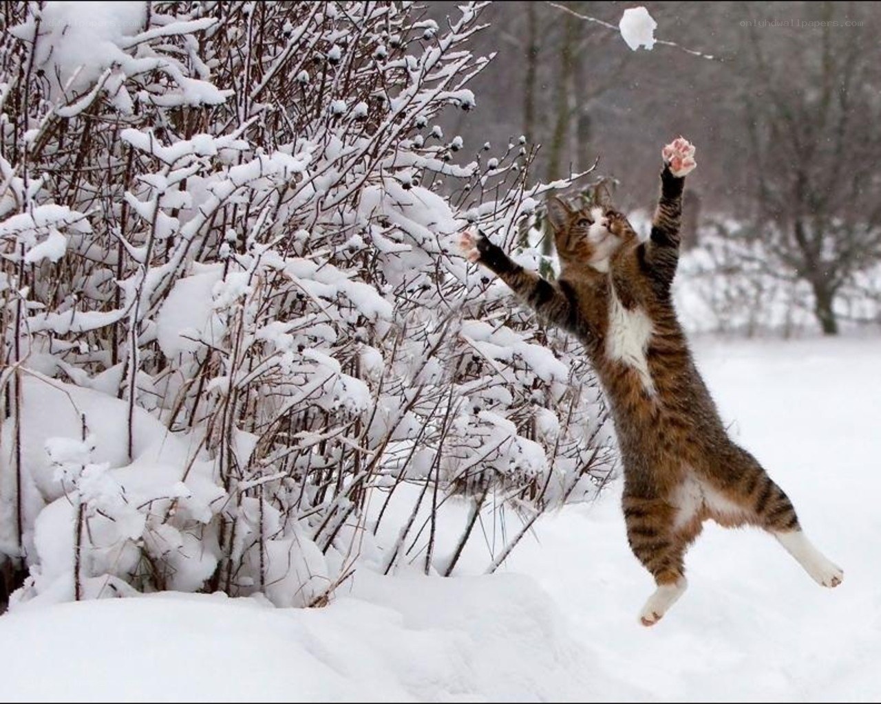 cat playing in the snow