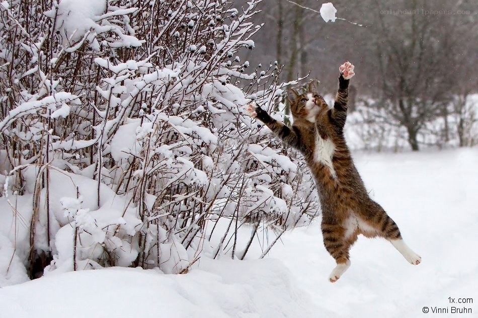 cat playing in the snow