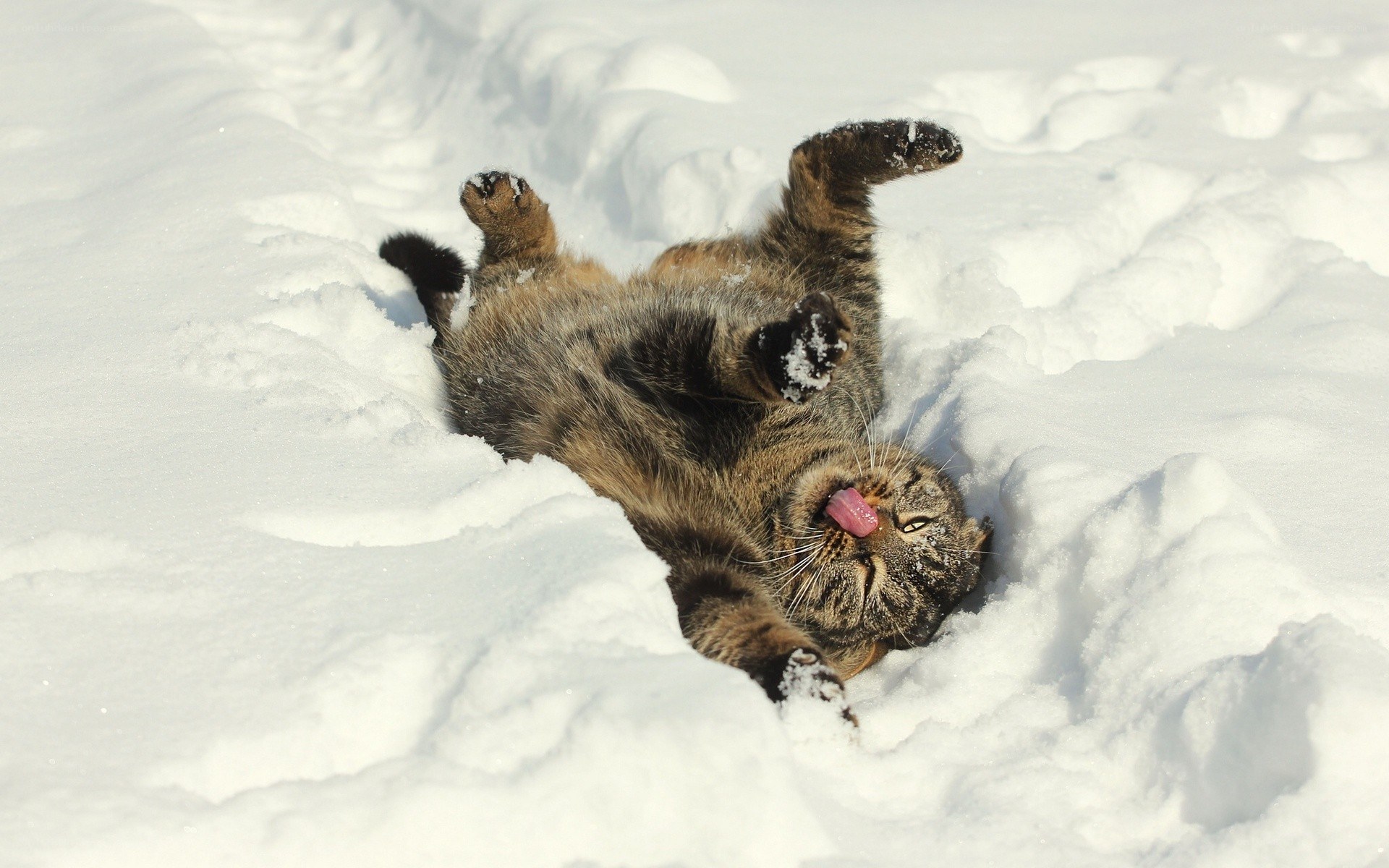 cat playing in the snow