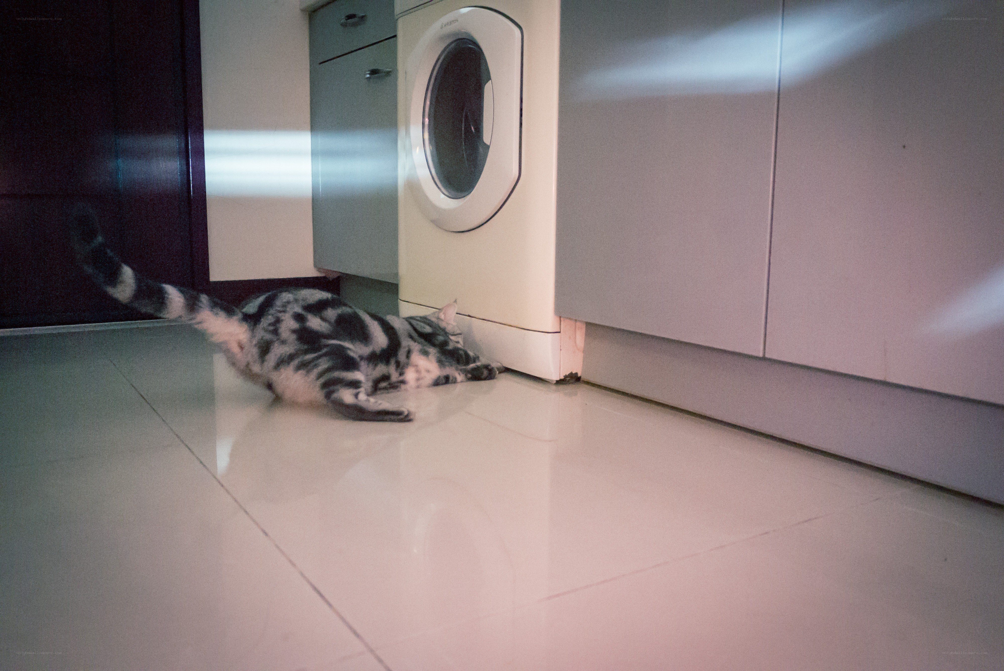 Cat playing near washing machine