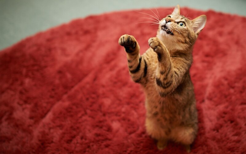 cat playing on red rug