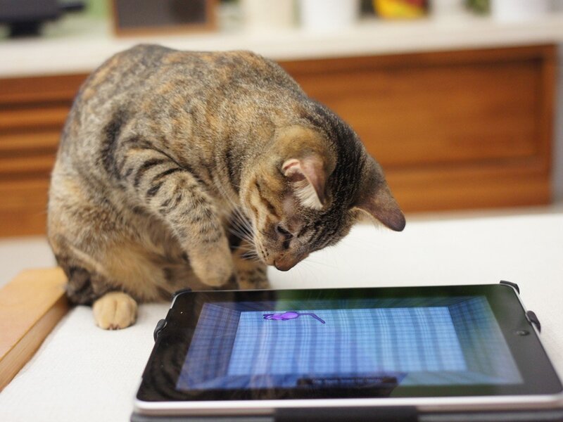 cat playing on tablet