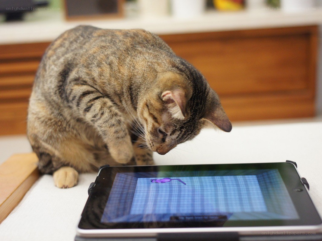 cat playing on tablet