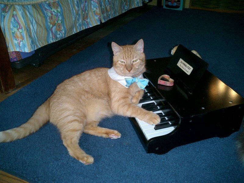 cat playing toy piano