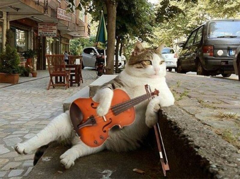 Cat Playing Violin — White