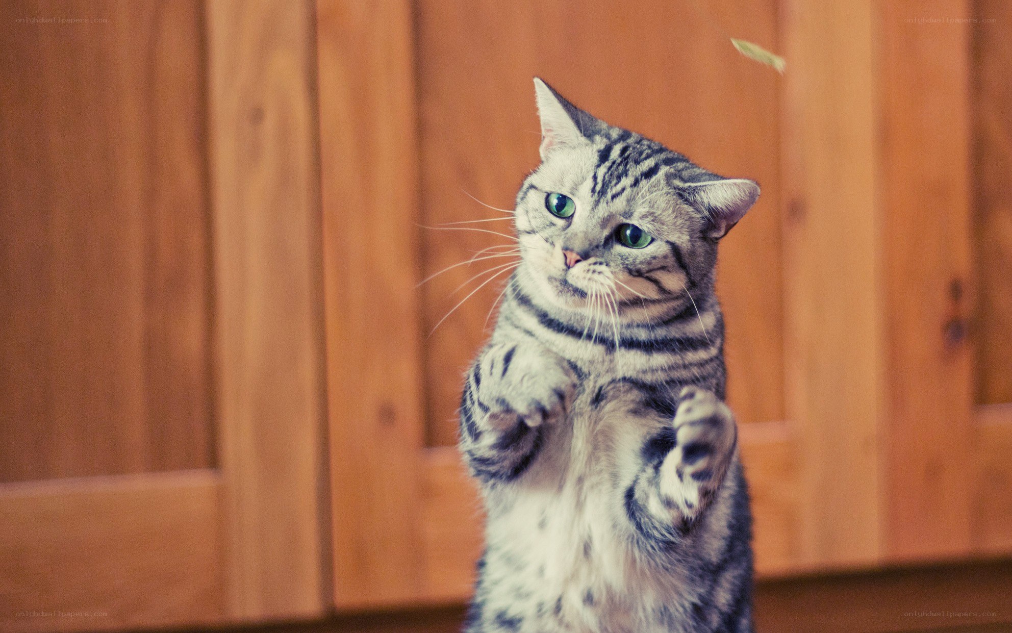 cat playing with a leaf
