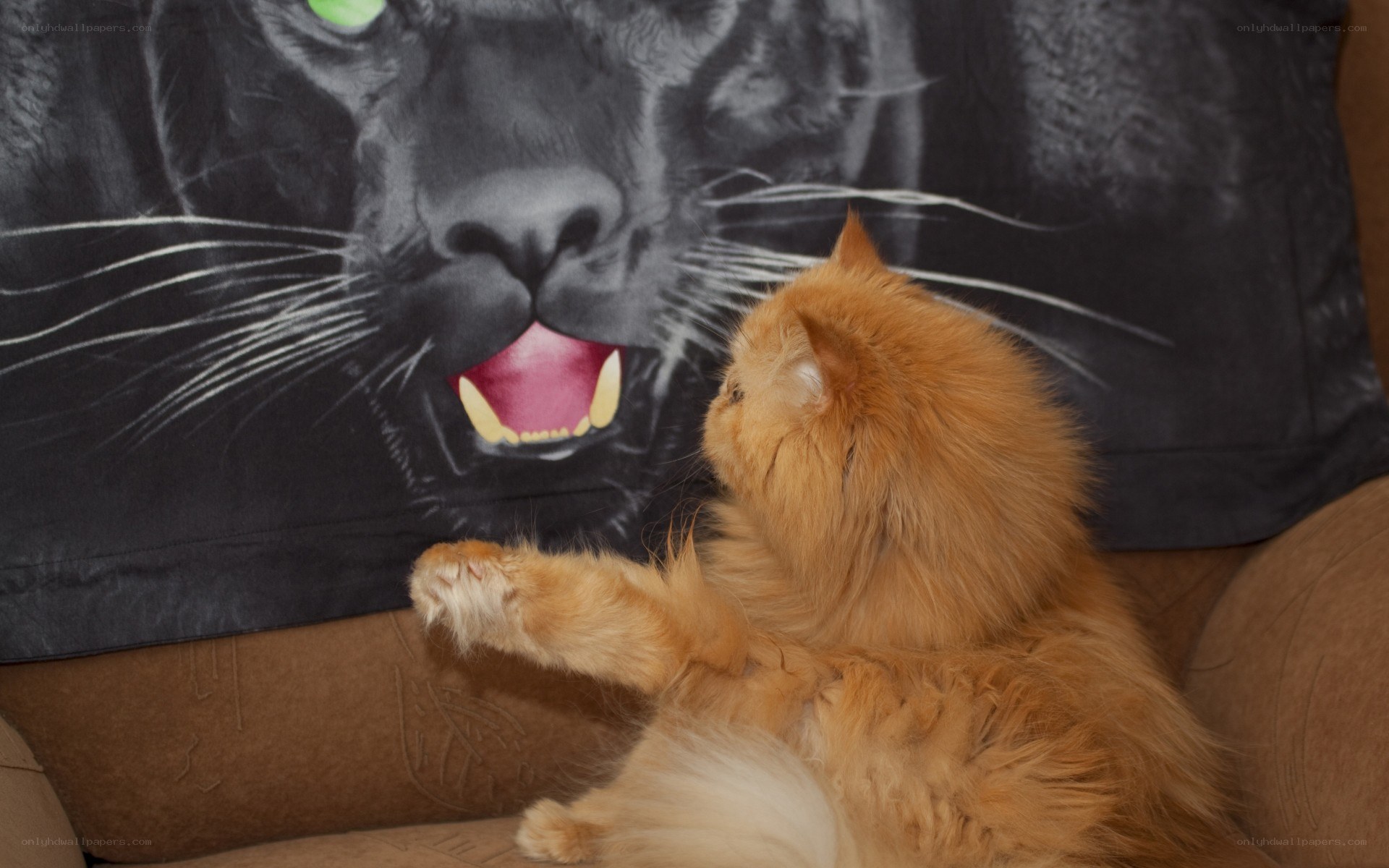 Cat playing with a panther pillow