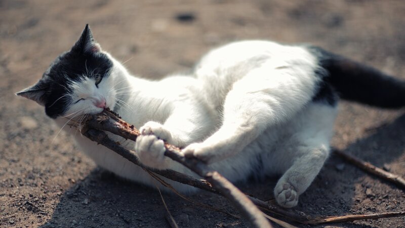 cat playing with a stick
